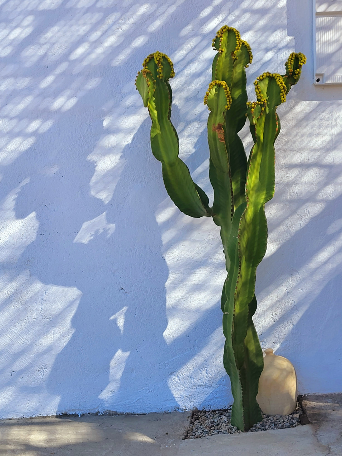 Cactussen in het landschap van Las Negras